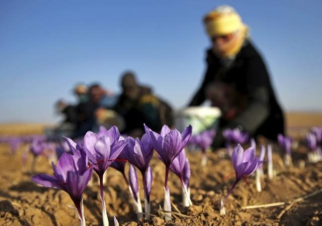 کاشت و تولید زعفران با کیفیت | شرکت صدف پک
