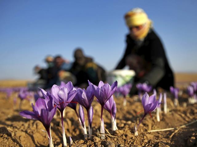 کاشت و تولید زعفران با کیفیت | شرکت صدف پک