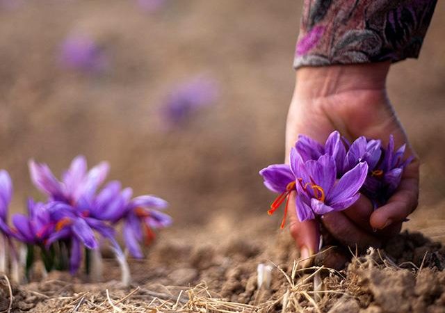 خرید زعفران صادراتی از کشاورز | شرکت صدف پک
